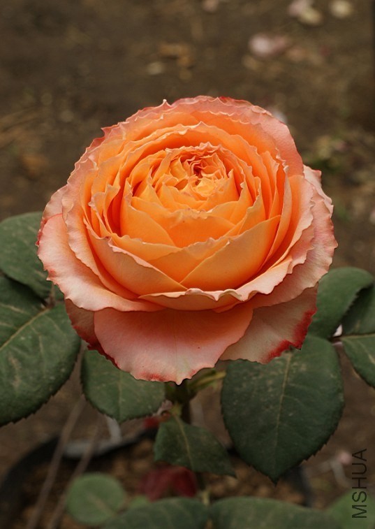 QQͼƬ20130802202324.jpg