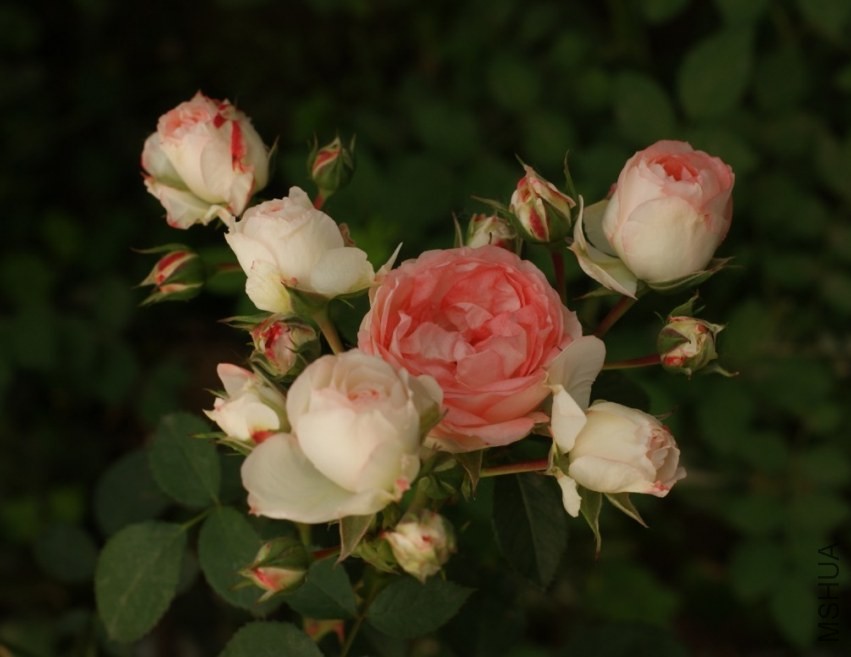 QQͼƬ20130802202514.jpg