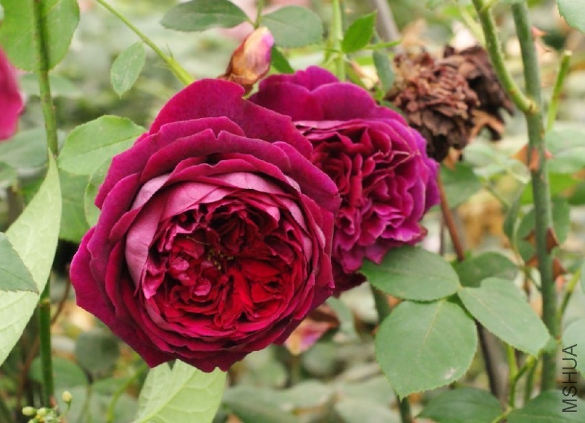 QQͼƬ20130802202822.jpg