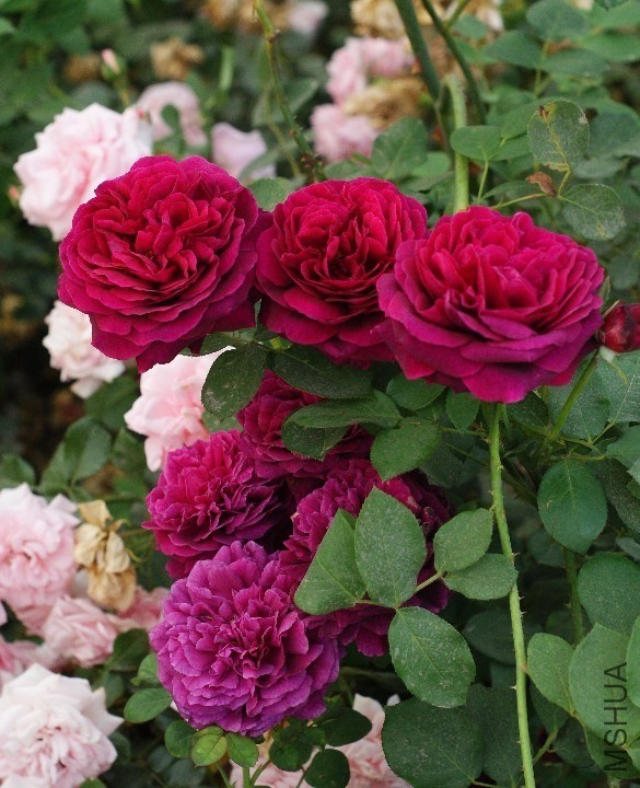 QQͼƬ20130802202758.jpg