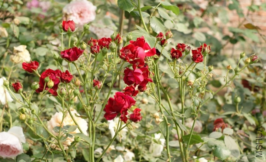 QQͼƬ20130802203406.jpg