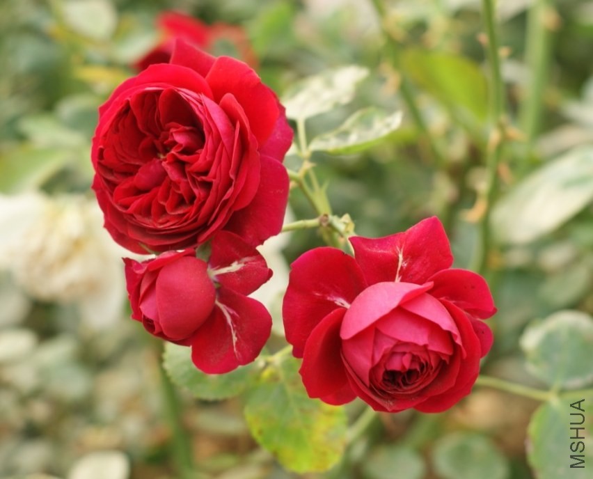 QQͼƬ20130802203344.jpg