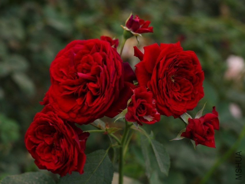QQͼƬ20130802203132.jpg