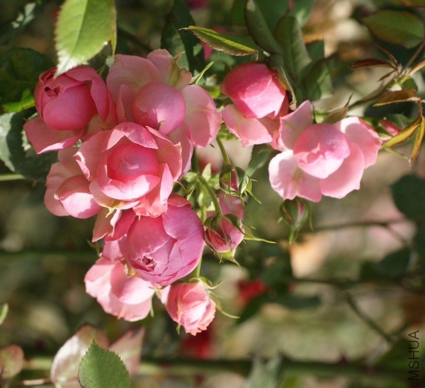 QQͼƬ20130802203644.jpg