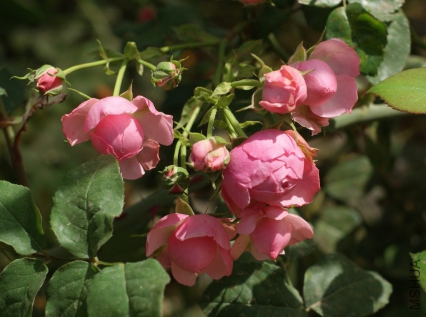 QQͼƬ20130802203612.jpg