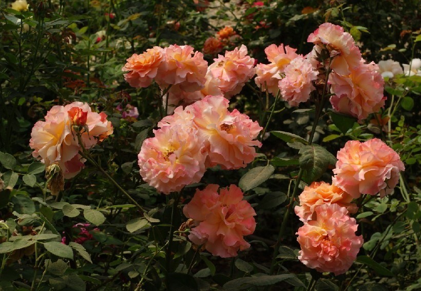 QQͼƬ20130802203921.jpg