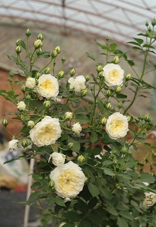 QQͼƬ20130802204229.jpg