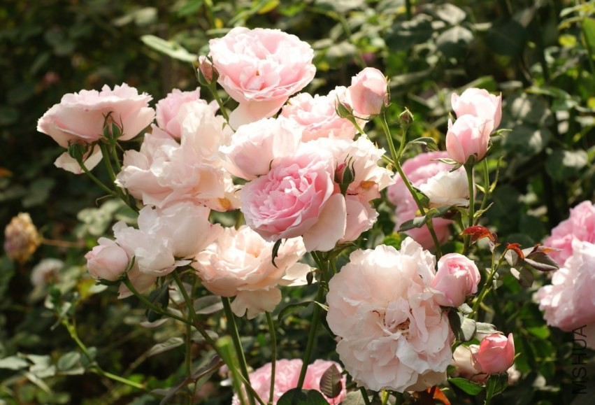 QQͼƬ20130802204402.jpg