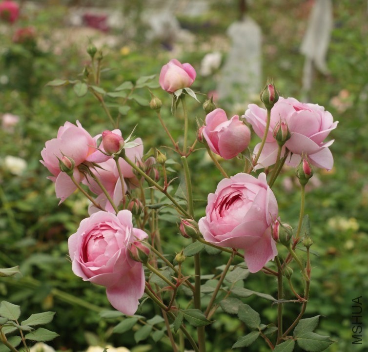 QQͼƬ20130802204340.jpg