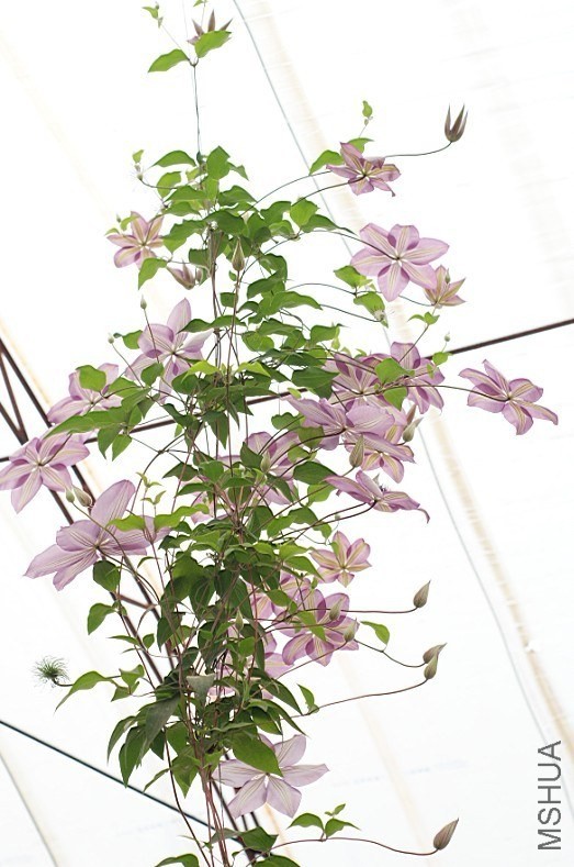 QQͼƬ20130802204516.jpg