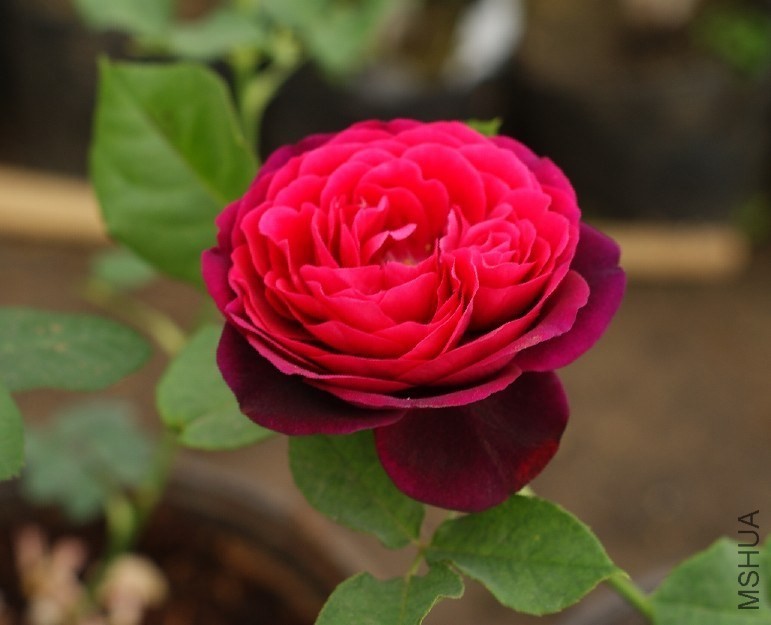 QQͼƬ20130802204801.jpg