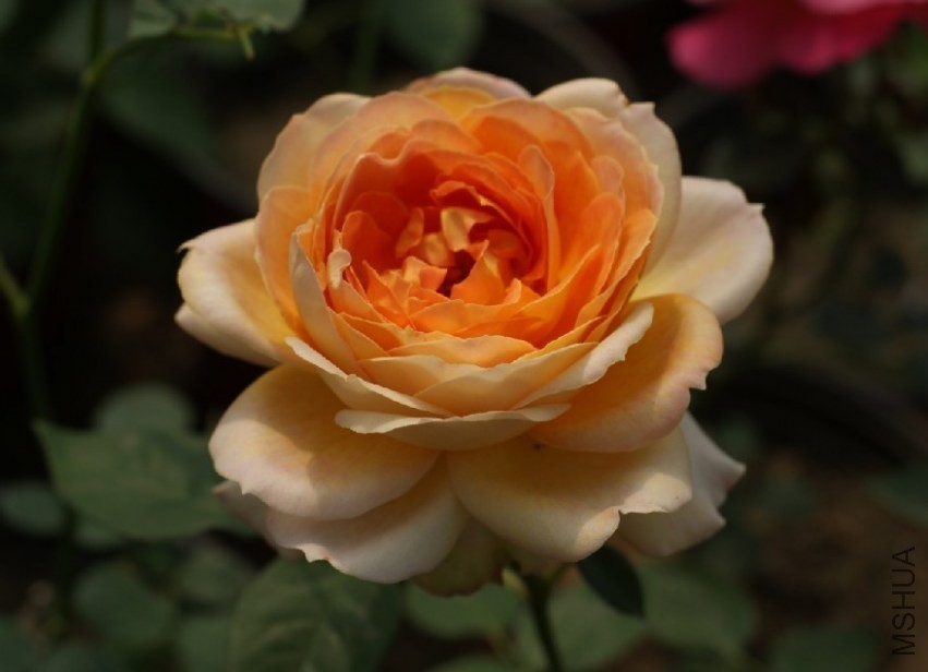 QQͼƬ20130802204845.jpg