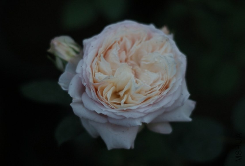 QQͼƬ20130802204858.jpg