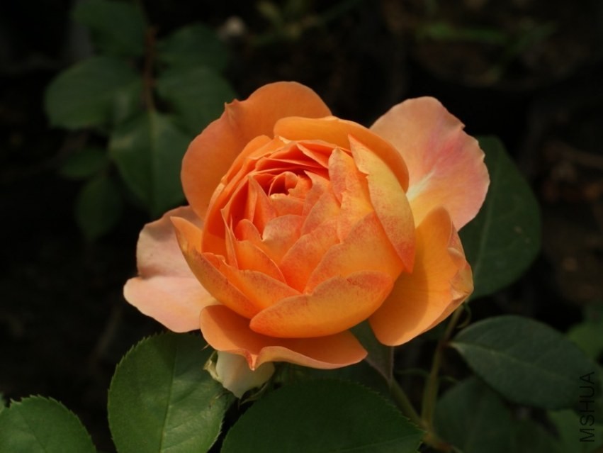 QQͼƬ20130802204915.jpg