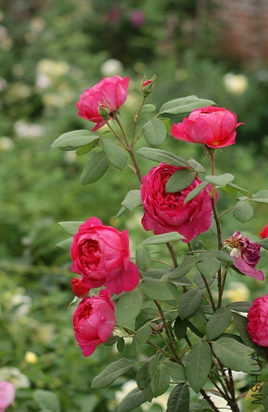 QQͼƬ20130802205235.jpg