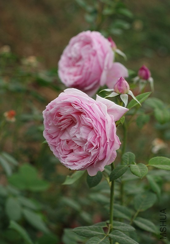 QQͼƬ20130802205202.jpg