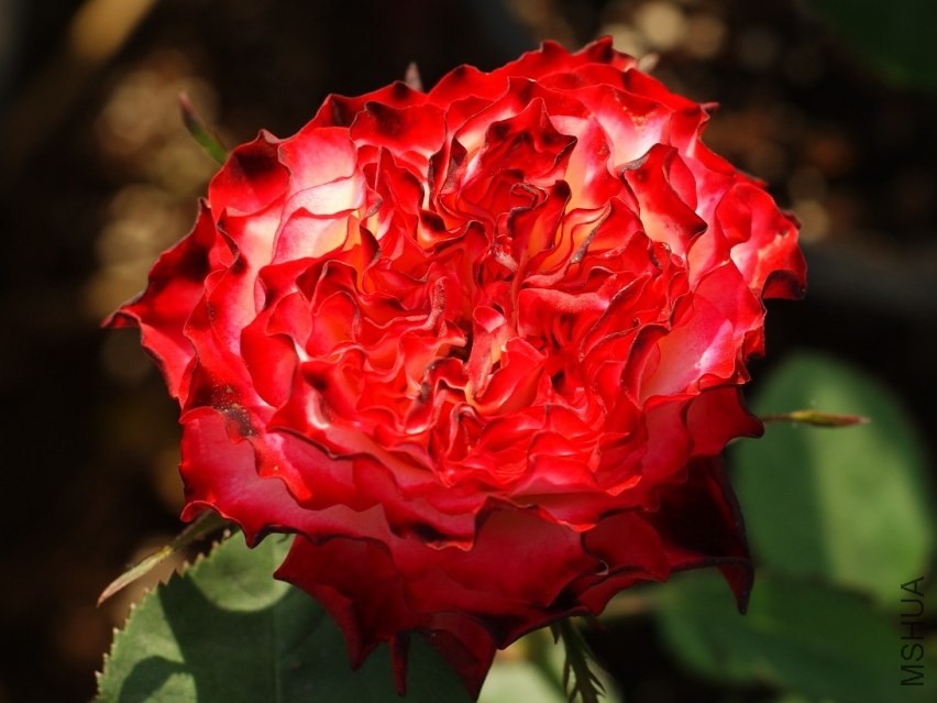 QQͼƬ20130802205750.jpg