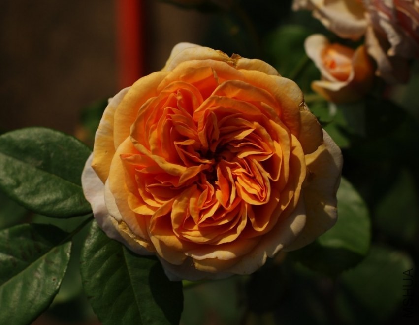 QQͼƬ20130802205844.jpg