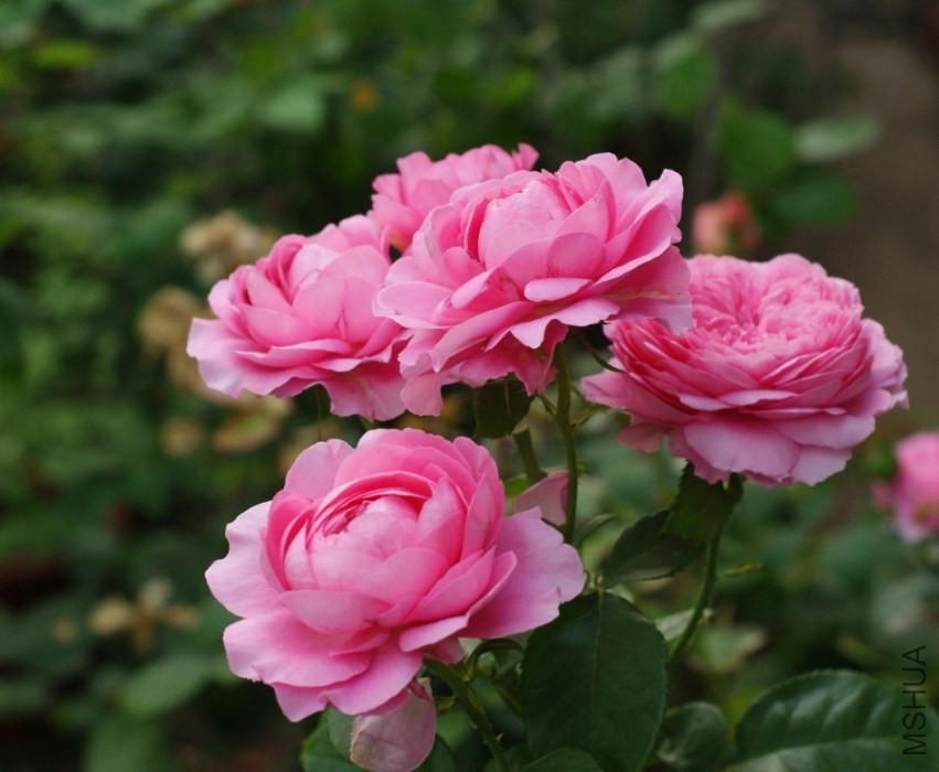 QQͼƬ20130802205941.jpg