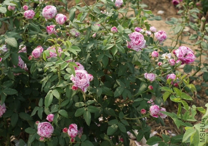 QQͼƬ20130802210300.jpg