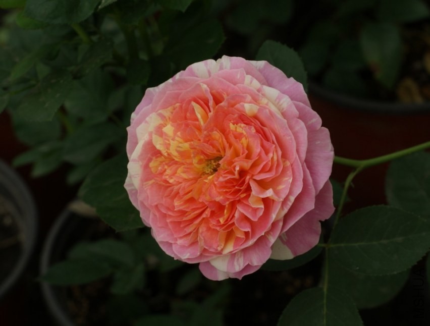 QQͼƬ20130802210915.jpg
