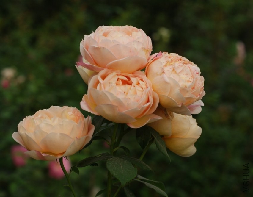 QQͼƬ20130802210855.jpg