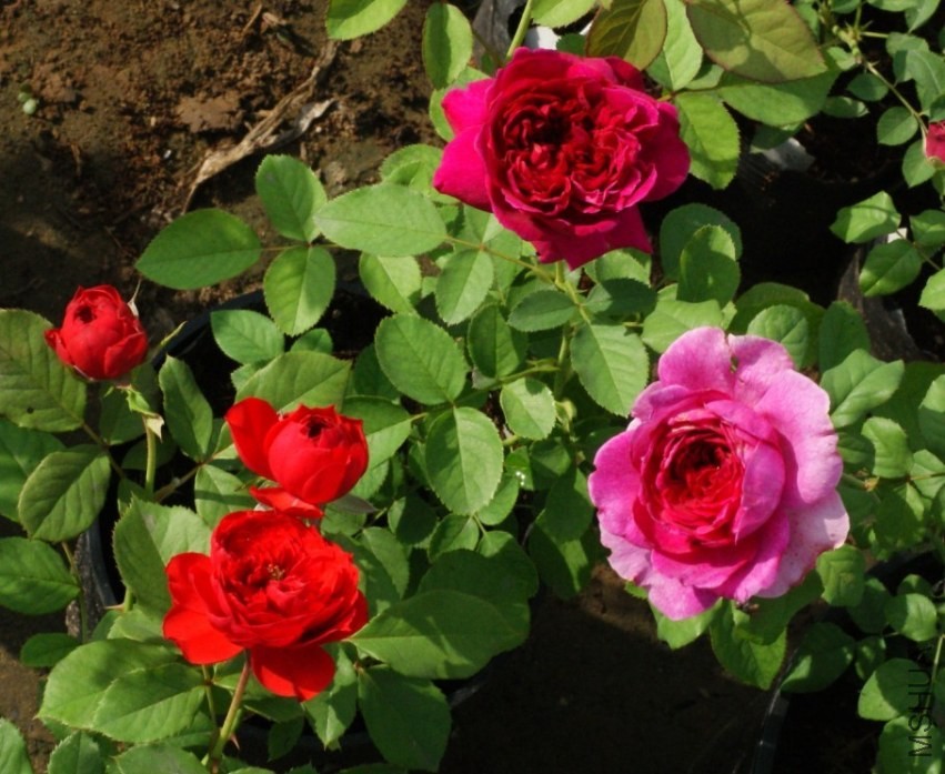 QQͼƬ20130802211612.jpg