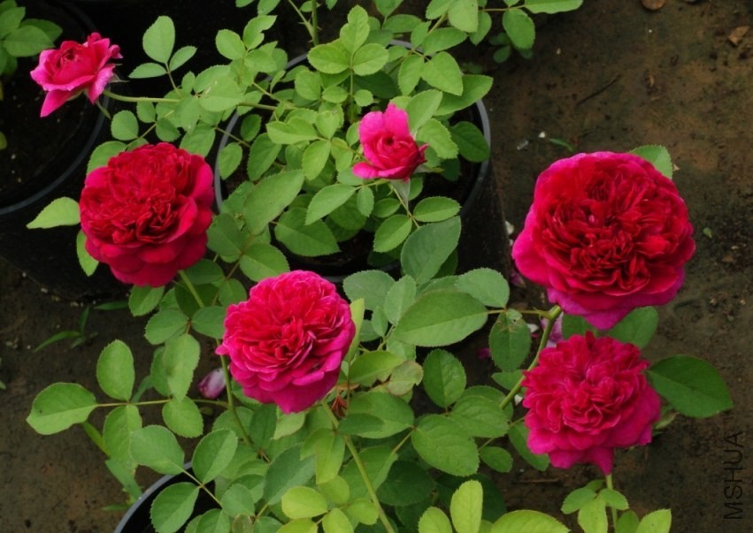 QQͼƬ20130802211534.jpg