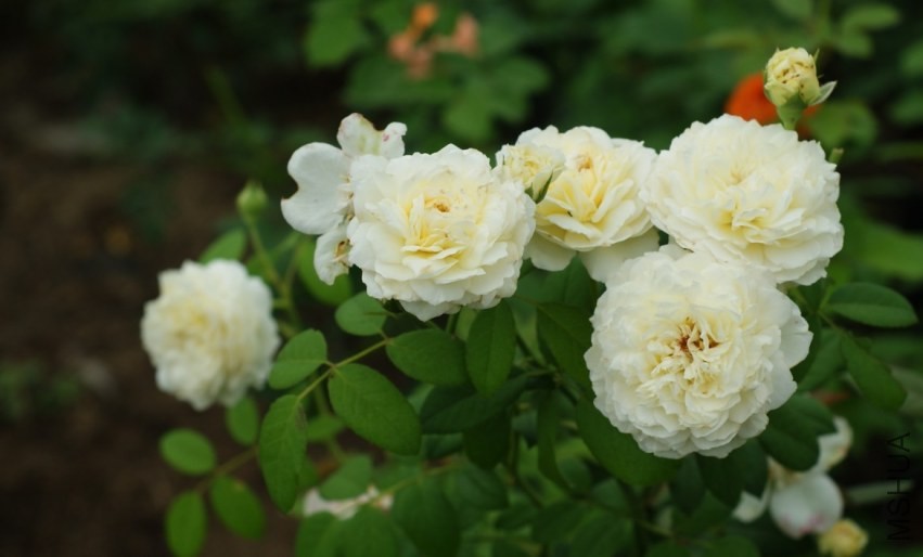 QQͼƬ20130802211520.jpg