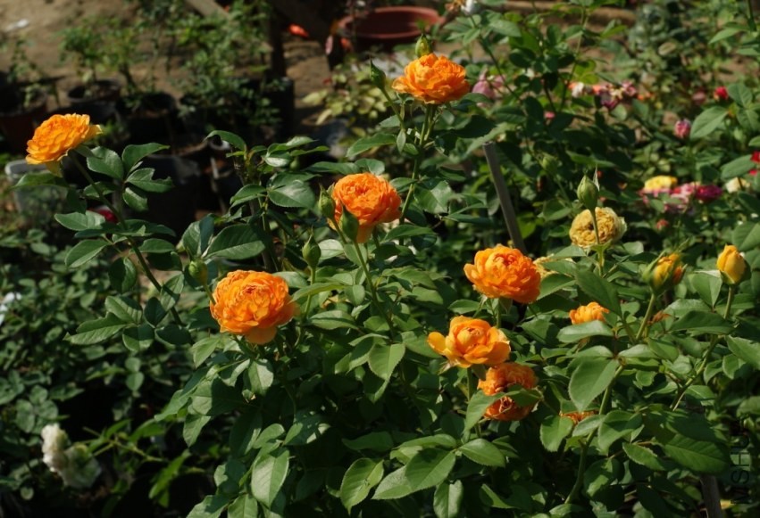 QQͼƬ20130802211501.jpg