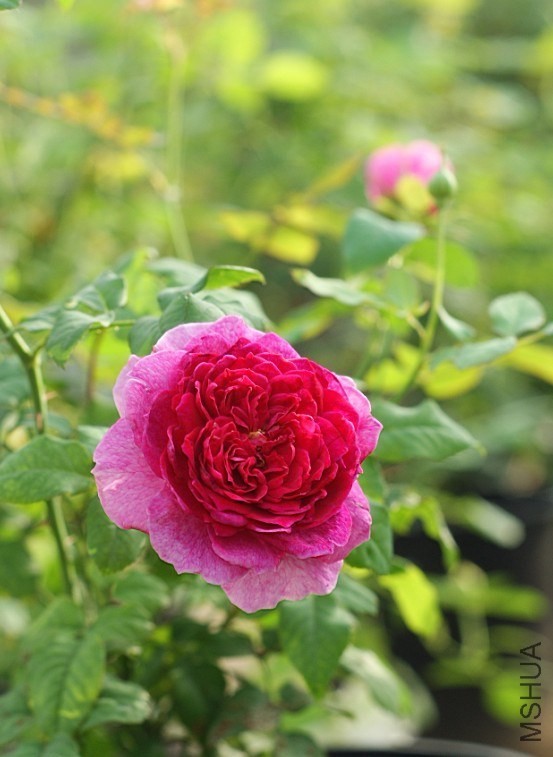 QQͼƬ20130802211407.jpg