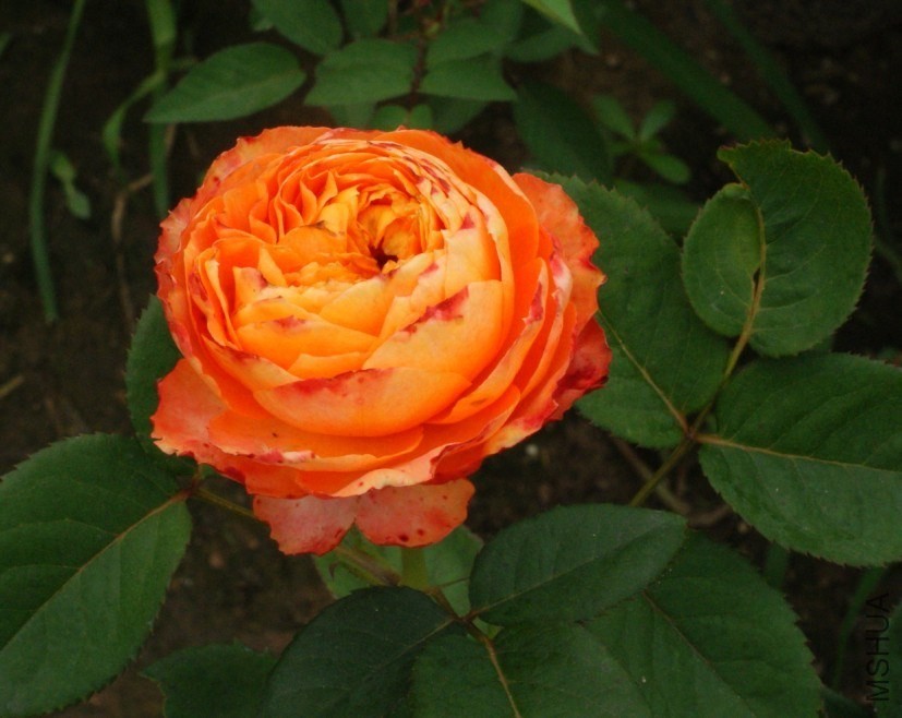 QQͼƬ20130802211339.jpg