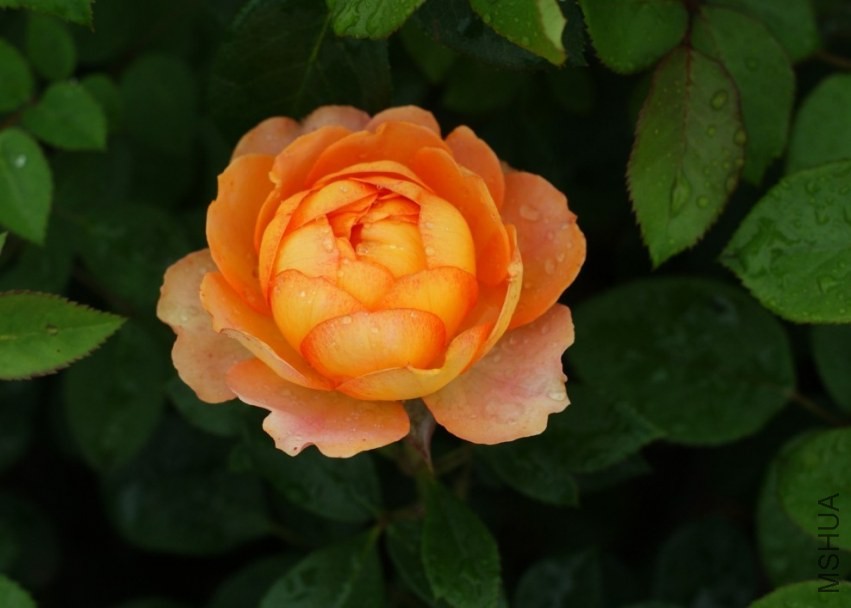 QQͼƬ20130802211322.jpg