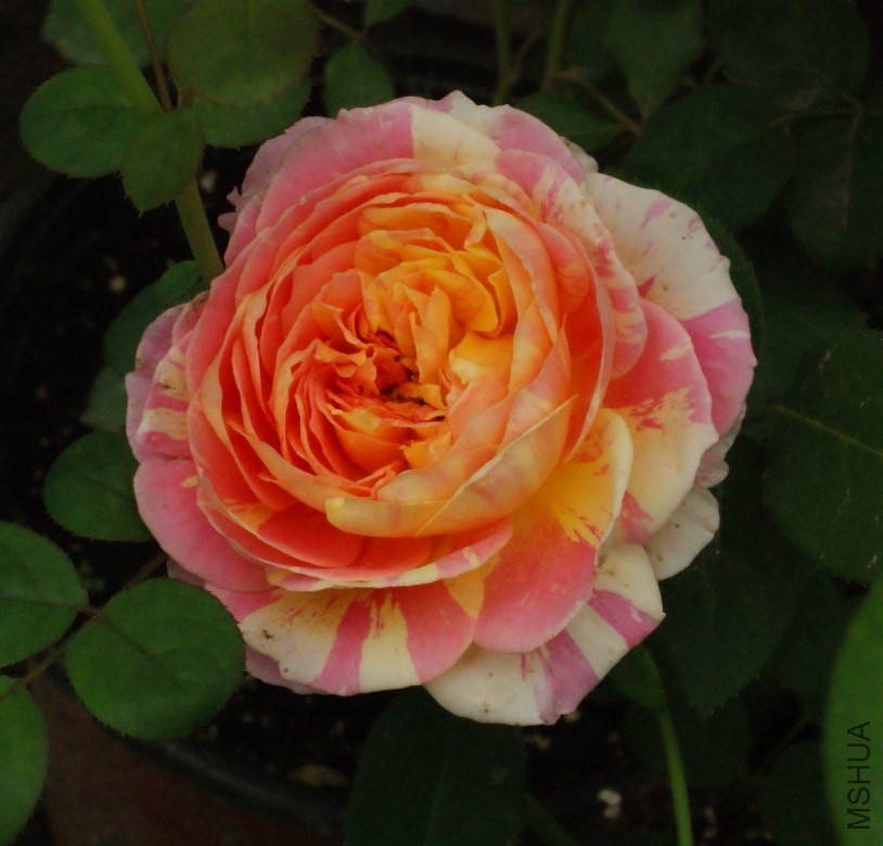 QQͼƬ20130802211310.jpg