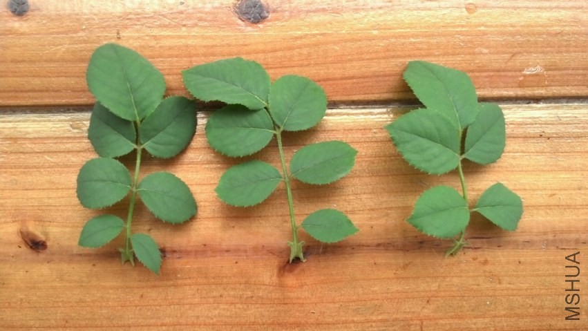 2013-07-14_09-25-38_565.jpg