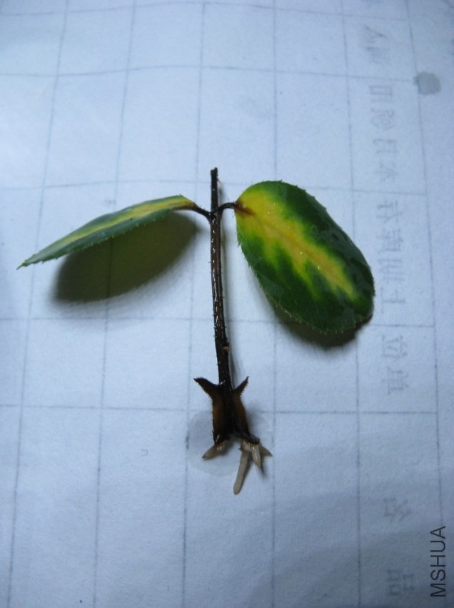 2013-08-02_002.jpg