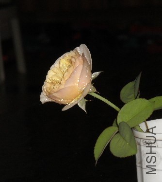 QQͼƬ20130803131145.jpg