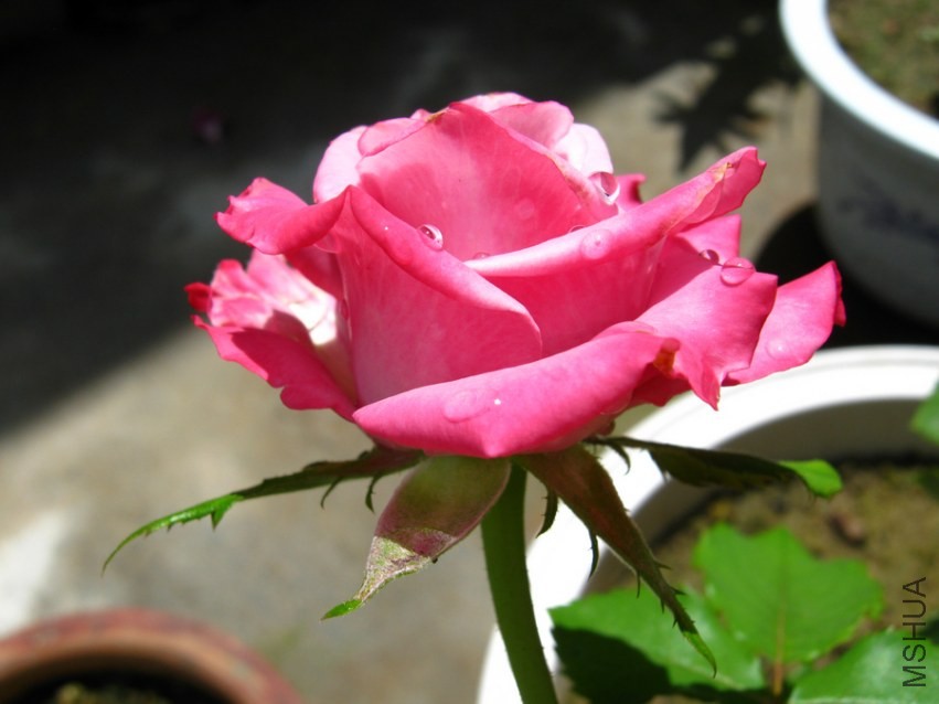 IMG_4645.jpg