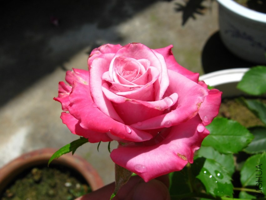 IMG_4648.jpg