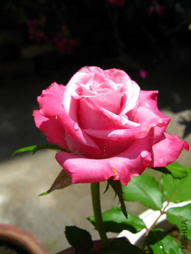 IMG_4649.jpg