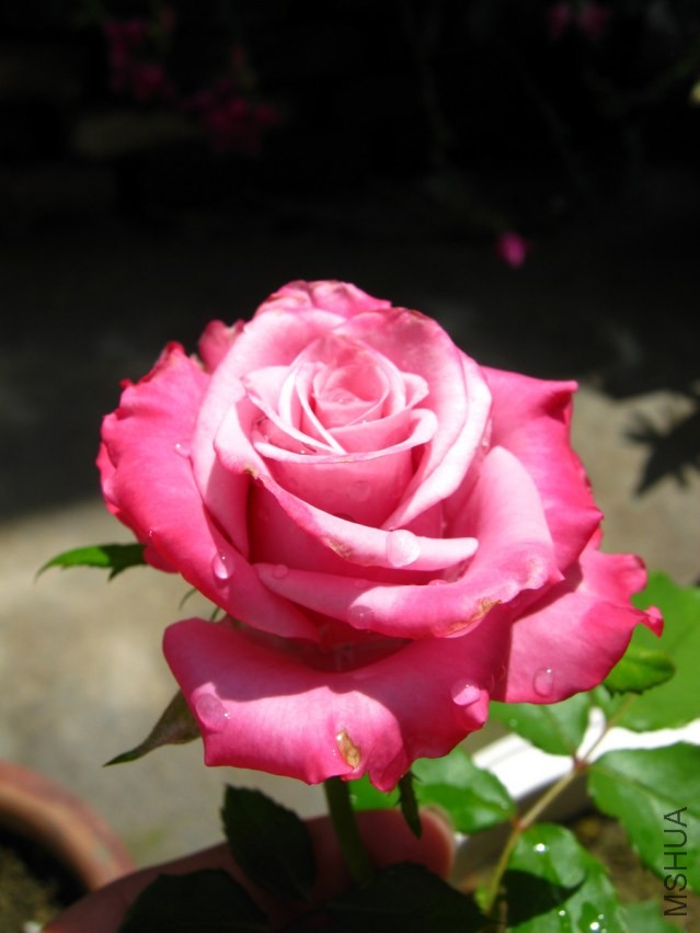 IMG_4650.jpg