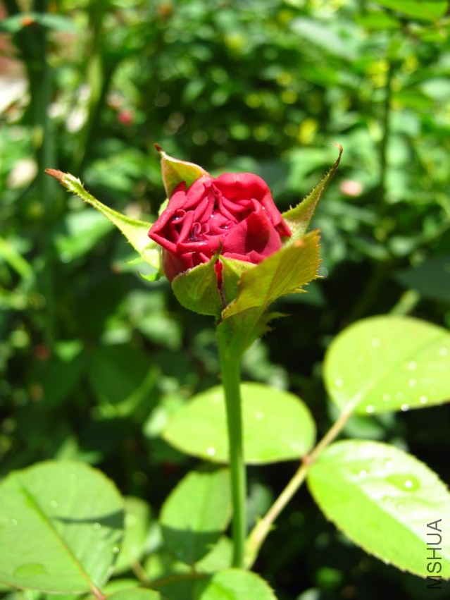 IMG_4660.jpg