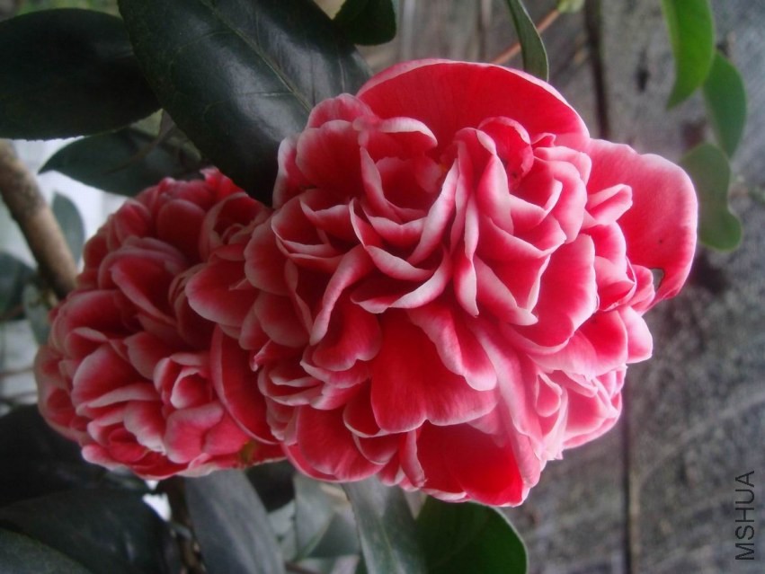 ������С ������С DSC07980.jpg