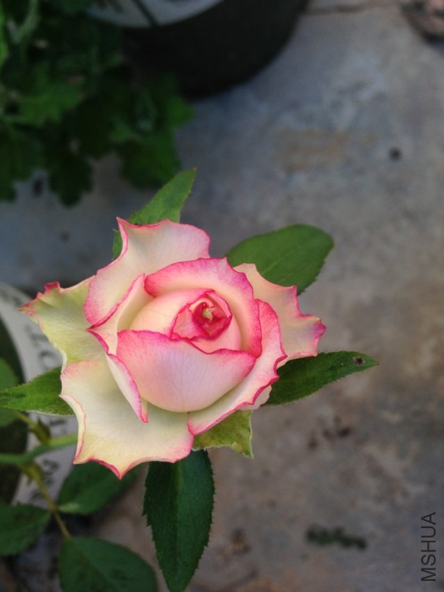 IMG_0414.JPG