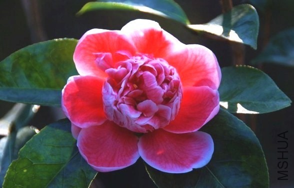 Dragon Fireball-SS.jpg