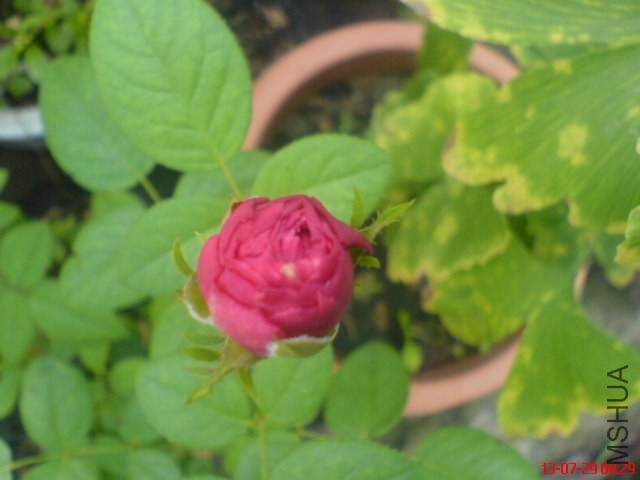 DSC00369.jpg