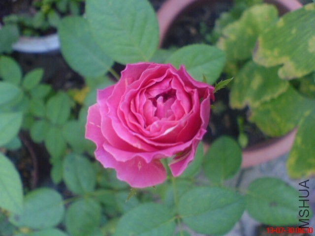 DSC00376.jpg