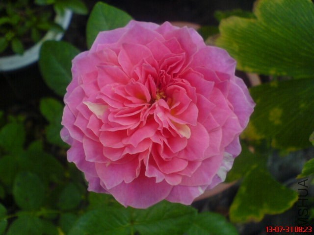DSC00395.jpg