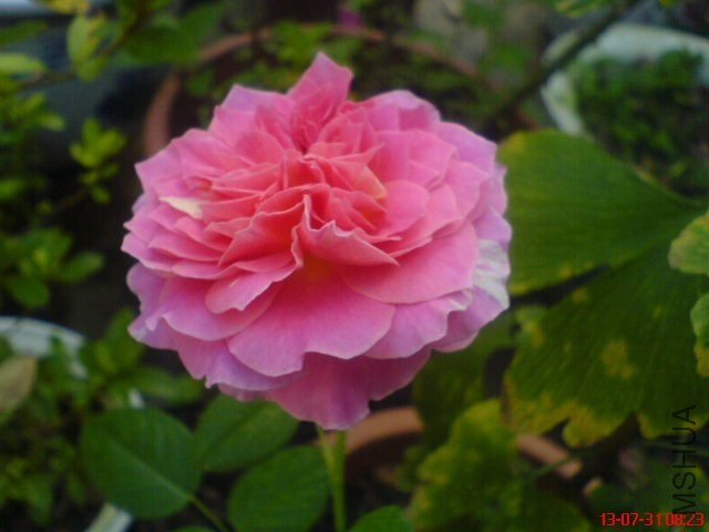 DSC00396.jpg