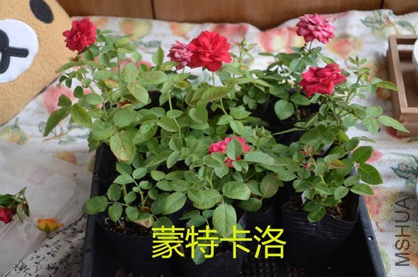 DSC_9149.JPG